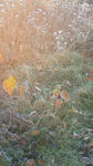201111020741000.jpg