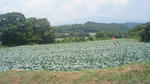 201308081127000.jpg
