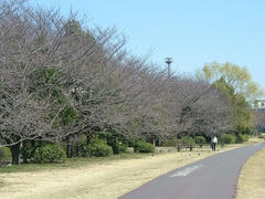 070318多摩川の桜並木