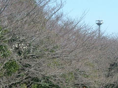 070318多摩川の桜並木の枝
