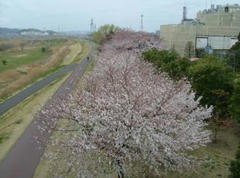 0604多摩川の桜