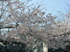 070329上野の公園の桜