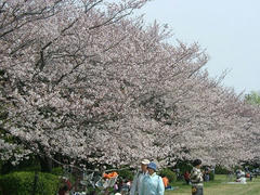 多摩川の満開の桜