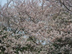 多摩川の桜
