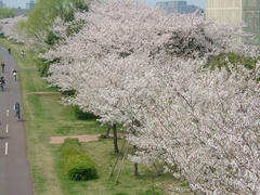 多摩川のサクラ