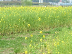 多摩川の河川敷に咲く菜の花