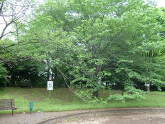 多摩川で森林浴