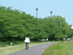 緑濃き多摩川の風景