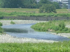 夏の多摩川
