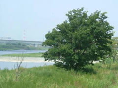 多摩川の岸辺の木