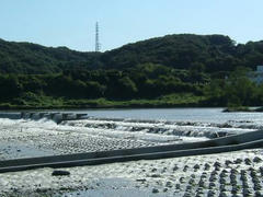 多摩川の堰