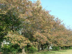 紅葉まじかの多摩川の桜並木