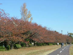 多摩川の紅葉絶景