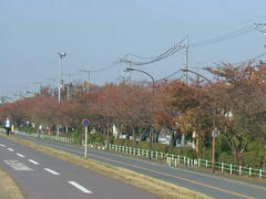 多摩川の住宅街の紅葉