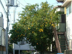 ミカンの木