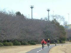 多摩川の冬の桜並木