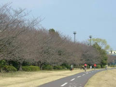 多摩川☆桜並木