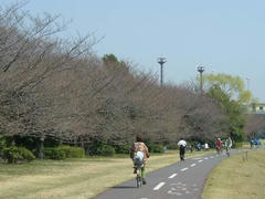多摩川☆桜並木