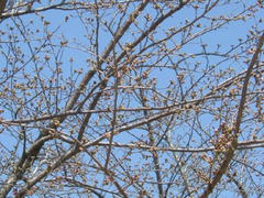 多摩川☆桜並木の桜の蕾