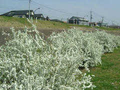多摩川の河川敷に咲く花