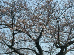 多摩川の桜