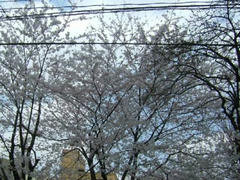 上野・浅草☆桜満開