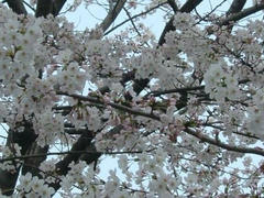 上野・浅草☆桜満開