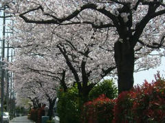 多摩川通☆桜満開