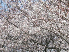 多摩川通の桜の木々