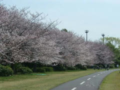 岸辺の桜並木の桜0329