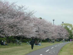 岸辺の桜並木の桜0330