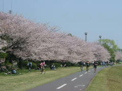 桜並木の桜