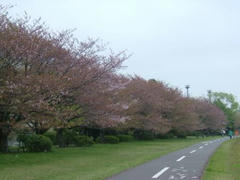 多摩川の桜並木