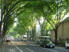 阿佐ヶ谷駅前の楠