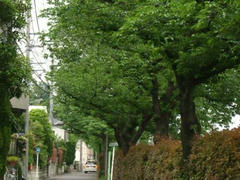 岸辺の桜並木