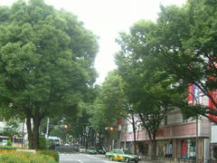 中杉通り