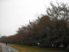 多摩川の桜並木の紅葉