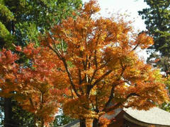 高尾山紅葉２