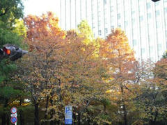 池袋の紅葉