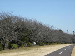 多摩川の桜並木