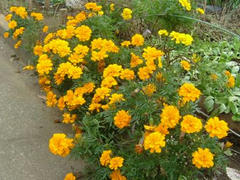 野に咲くオレンジの花