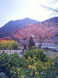 河津桜