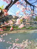 河津桜