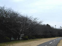 多摩川・桜並木