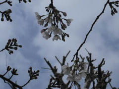 小さな公園の桜