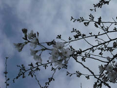 木々の枝の桜