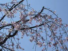 隅田公園のしだれ桜