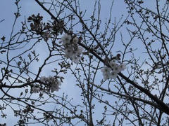 多摩川・一輪の桜