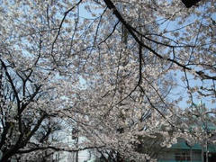 浅草☆桜満開