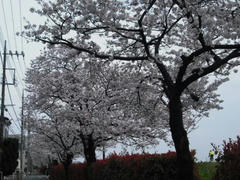 多摩川の桜